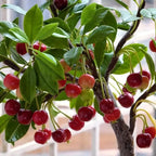 Hybrid Cherry Fruit Seeds 🛍️49% OFF SALE💫