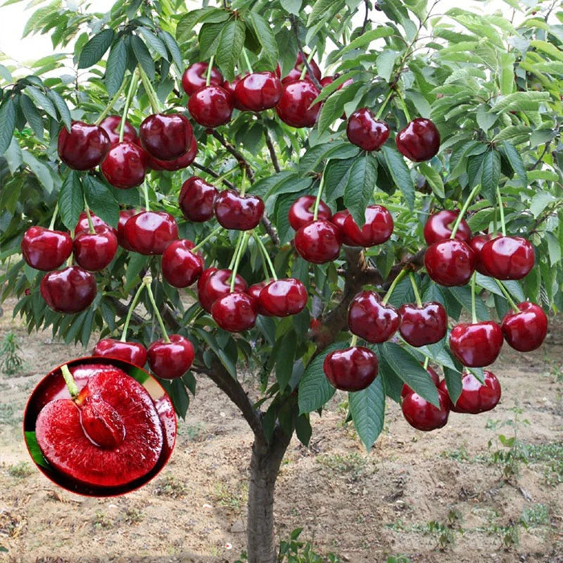 Hybrid Cherry Fruit Seeds 🛍️49% OFF SALE💫