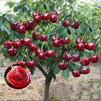 Hybrid Cherry Fruit Seeds 🛍️49% OFF SALE💫